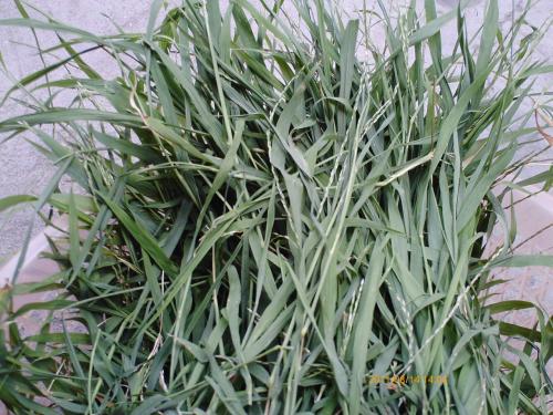 兔子能吃什么草图片(兔子食用草) – 【剪辑之家】