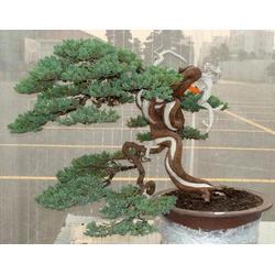 室内盆景树种大全