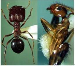 蚂蚁的特点和外形
