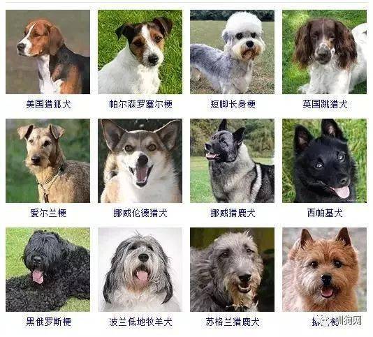 各种狗名的图片及名称图片