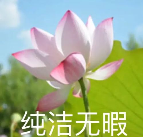 荷花头像 中老年