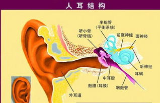 耳朵部位图解大全清晰