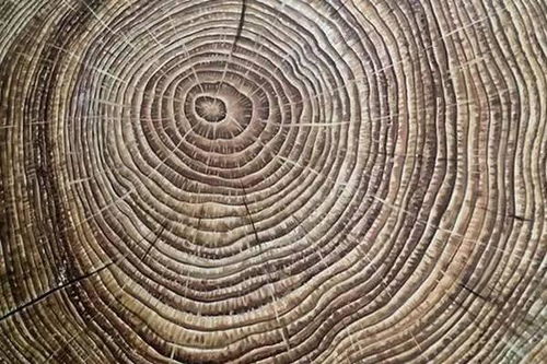 树的年轮较密的向着什么方向