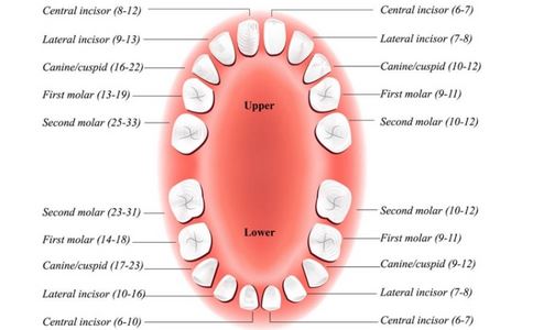 大人一般有多少颗牙齿图片