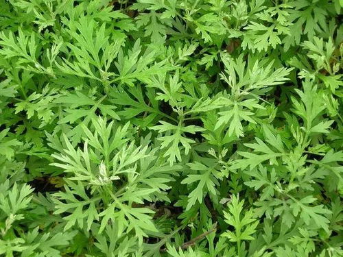 清明果的草图片