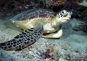 海龟是什么动物是两栖动物吗?
