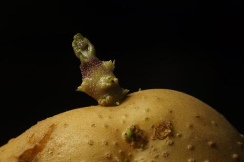 还有养蛇生蛋by土豆芽儿的小说吗