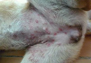 狗螨虫怎么去除简单方法如下