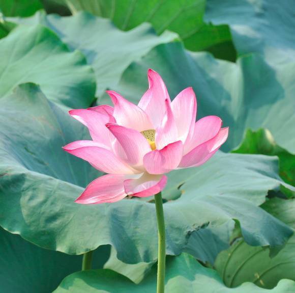 家长头像图片,家长头像微信_竞价网