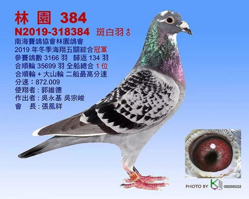 从养鸽子到现在,冠军已经不止一个了,可是每一次,当我们和台湾的那些