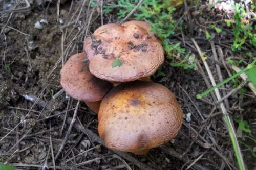 松蘑怎么做好吃