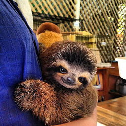 树懒抱情侣图片,树懒抱的正确姿势_竞价网