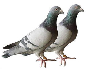 鸽子配对后几天下蛋