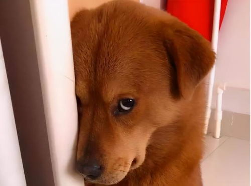 如果狗在伤心难过或者在道歉的时候会表现成什么样子?