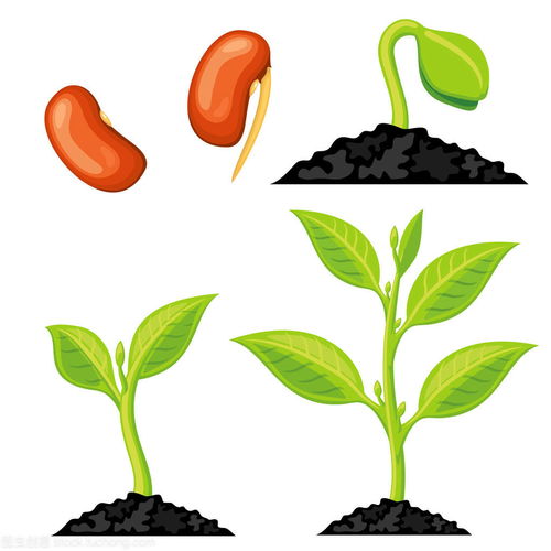 如果是没有种子的植物生长就只有靠分株和扦插等措施进行繁殖,所以让