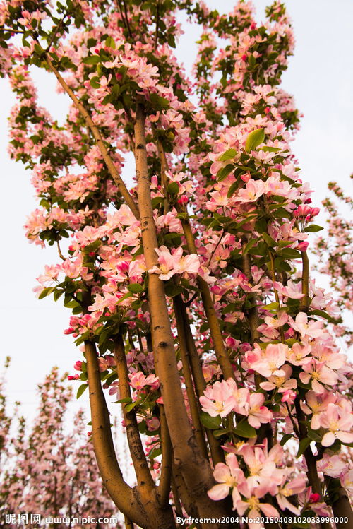 木本:蔷薇科苹果属:垂丝海棠,西府海棠,海棠花蔷薇科木瓜属:贴梗海棠
