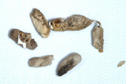 壁虎屎和老鼠屎的区别