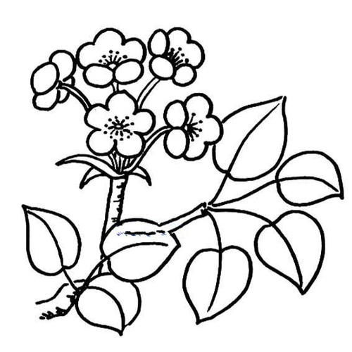 梨花的简笔画法