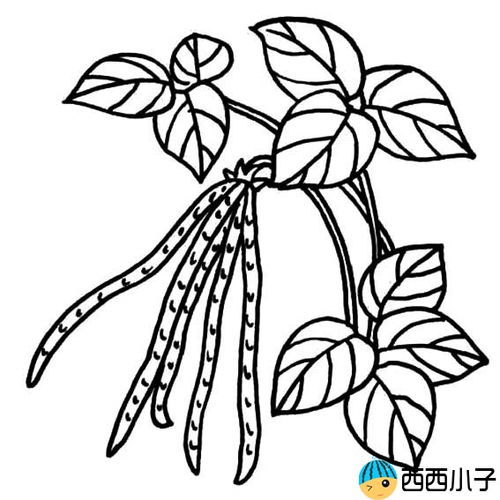豆角简笔画图片大全