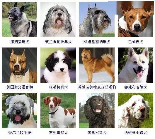 大狗种类名字和图片图片