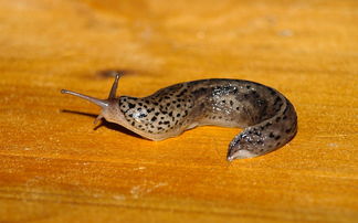 世界上最小的蜗牛图片