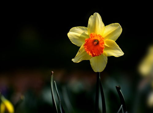 欣欣向荣的意思造句,欣欣向荣的意思打一生肖_竞价网