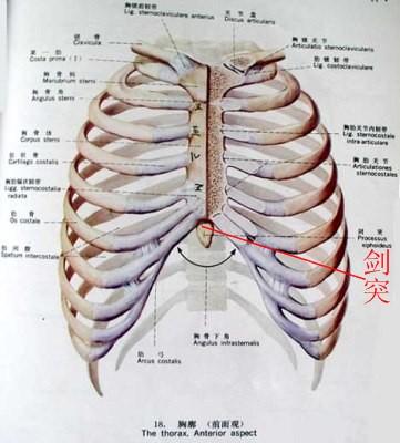 胸骨中下三分之一图示图片