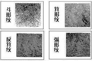 手指纹斗和簸箕图解算命