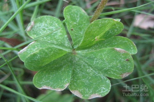 五叶草的含义与花语