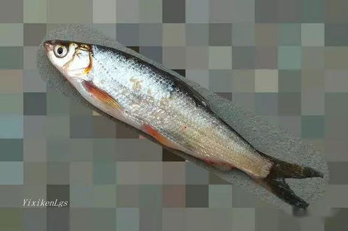 家庭里边的常做法就是红烧青尾鲴鱼.清洗干净的鱼,可以改花刀腌制.