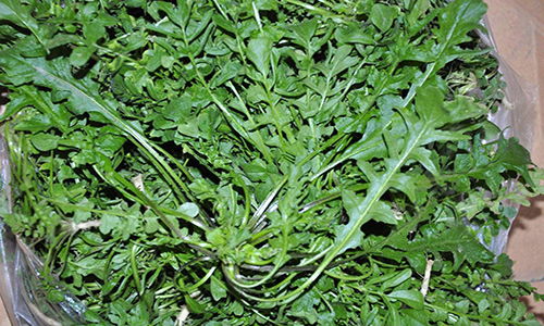 荠菜又叫什么菜