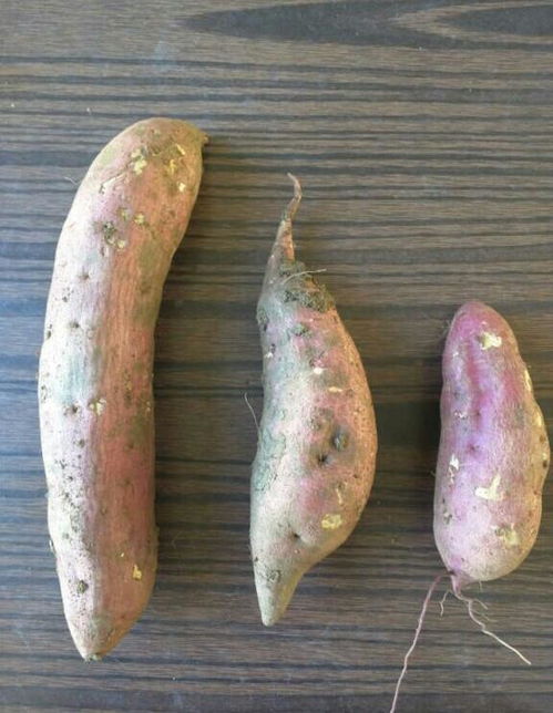 红薯地瓜是一样的吗?