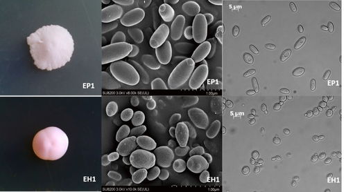 酵母菌的形态和结构特点