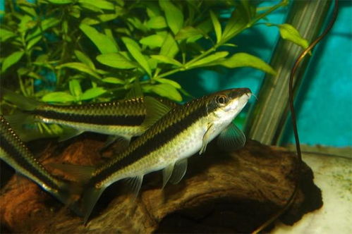 青苔鼠鱼,青苔鼠适合生存的水温_竞价网