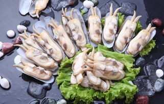 蛏怎么读音,竹节蛏怎么读_竞价网