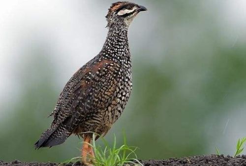 鹧鸪是什么鸟类呀?