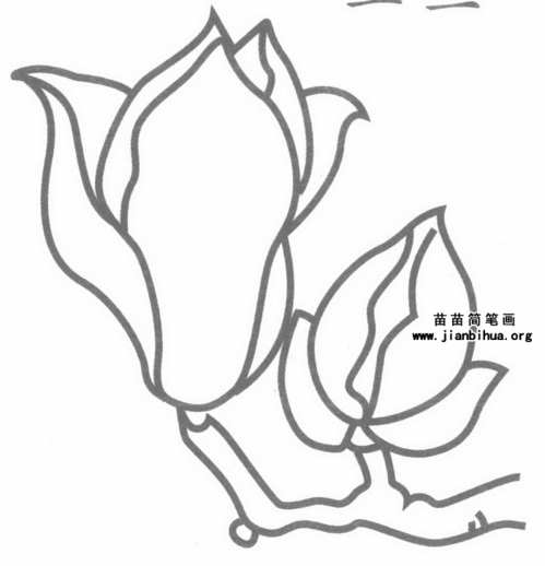 玉兰花简笔画步骤