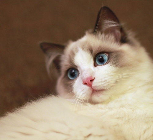 布偶猫头像最美图片