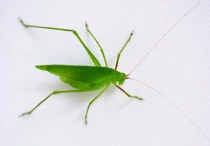 纺织娘是什么昆虫图片,纺织娘是什么昆虫秒懂百科_竞价网