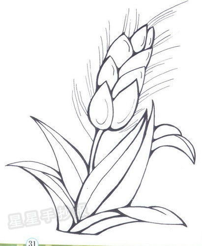 麦子简笔画图片,麦田简笔画彩色_竞价网