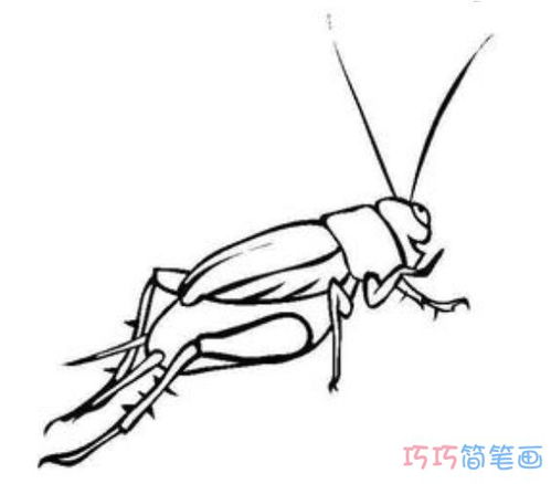 小蟋蟀简笔画图片