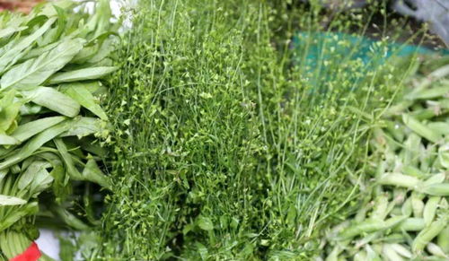 地菜子的作用和功效