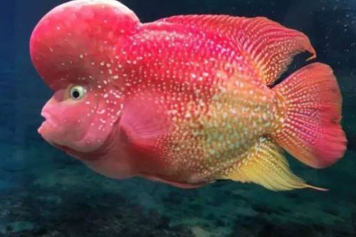 一,罗汉鱼能和什么鱼混养罗汉鱼可以选择混养的鱼类