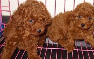 泰迪多少钱一只幼犬