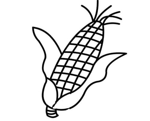 一串玉米的画法图片