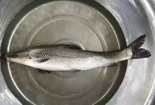 淡水银鳕鱼怎么做好吃,淡水银鳕鱼吃什么食物