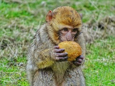 猴子喜欢吃什么