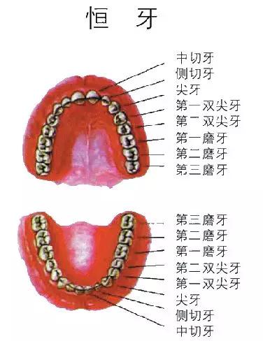 成人牙齿排列图和名称图片