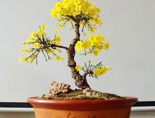 迎春花盆景造型,迎春花盆景怕冷吗_竞价网