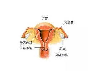 子宫体腔图片